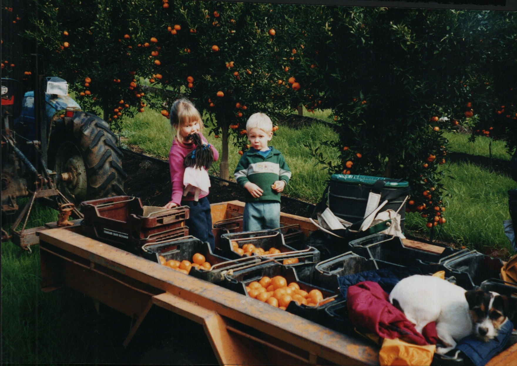 Jai and Kaitlin as young children sitting on a trailer full of freshly picked mandarins with Collie the family dog